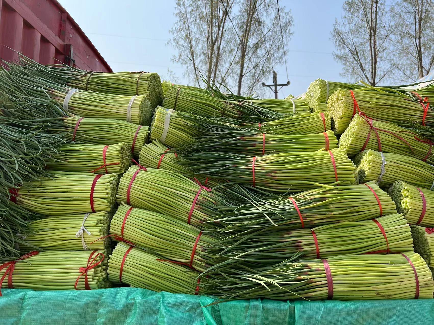 蒜苔产地价格最新行情分析